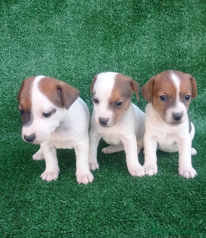 Jack Russell Terrier perros en Madrid - Anuncio 1