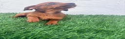 Raza Mixta perros en venta: Pootalian - Anuncio 4