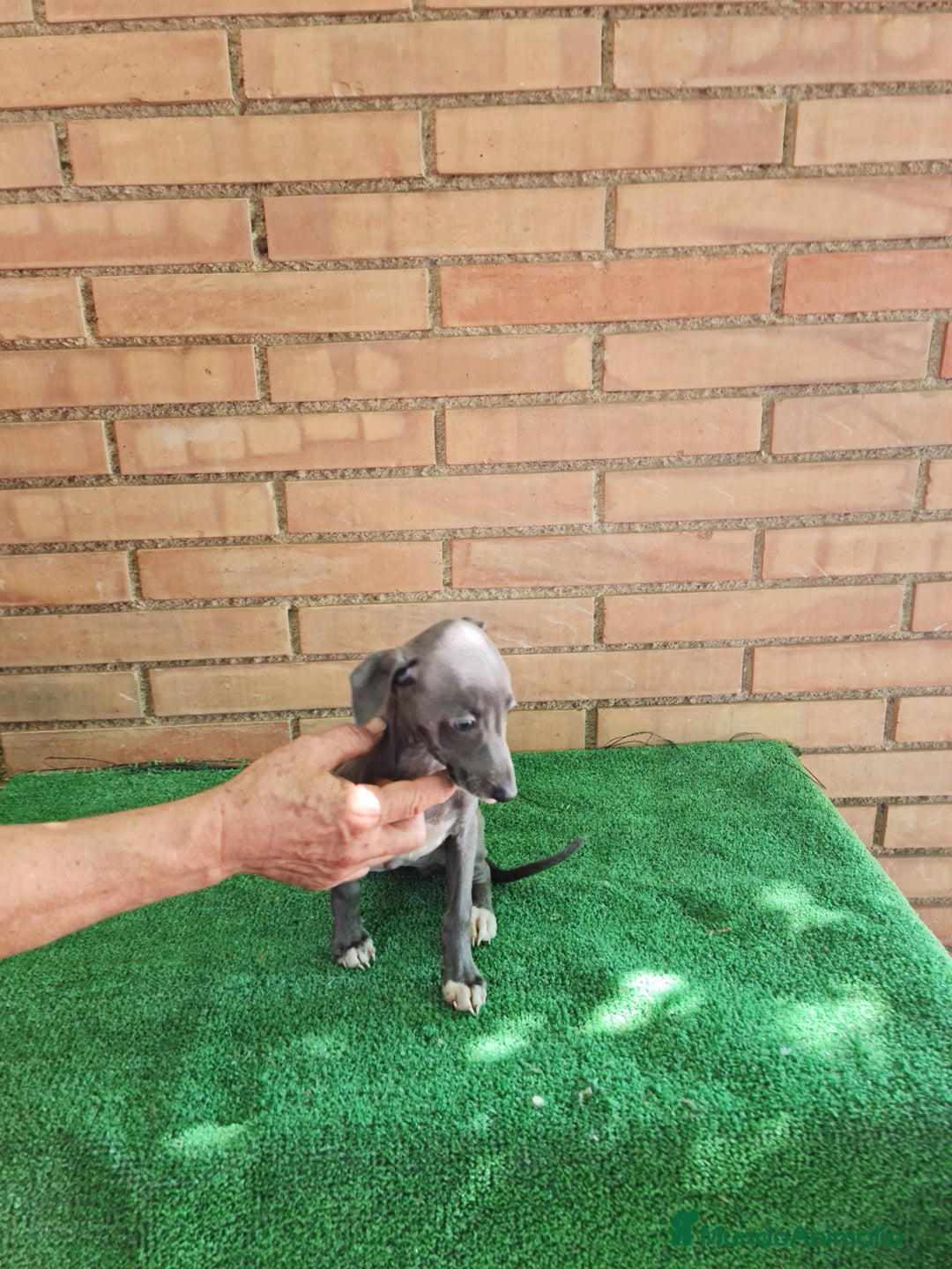 Raza Mixta perros en venta: Picolo italiano - Imagen 3