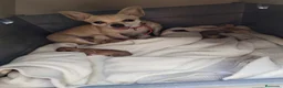 Chihuahua perros en venta: Chihuahua - Anuncio 2