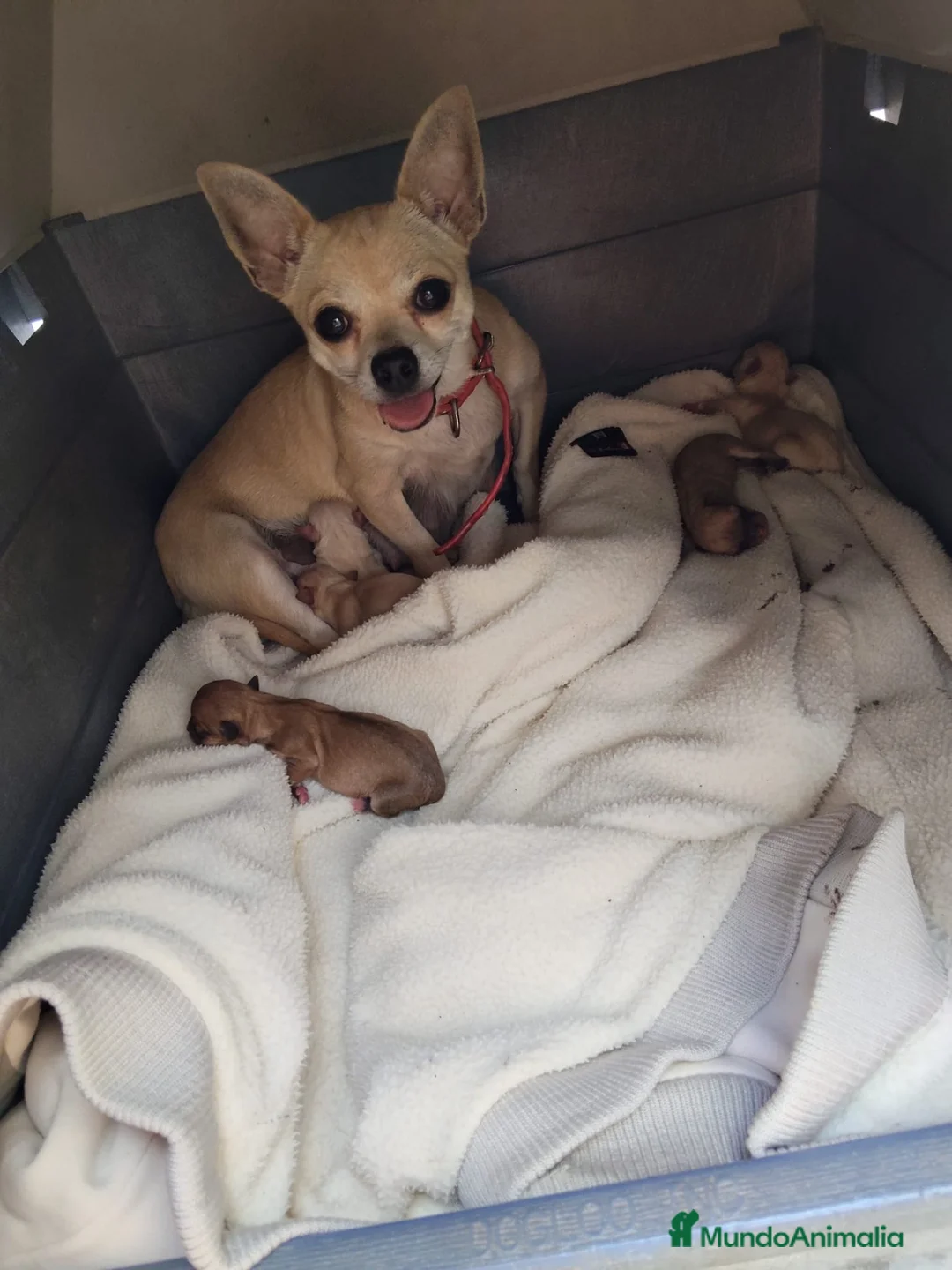 Chihuahua perros en venta: Chihuahua - Anuncio 2