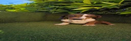 Teckel Miniatura perros en venta: teckel arlequin daple macho - Anuncio 2