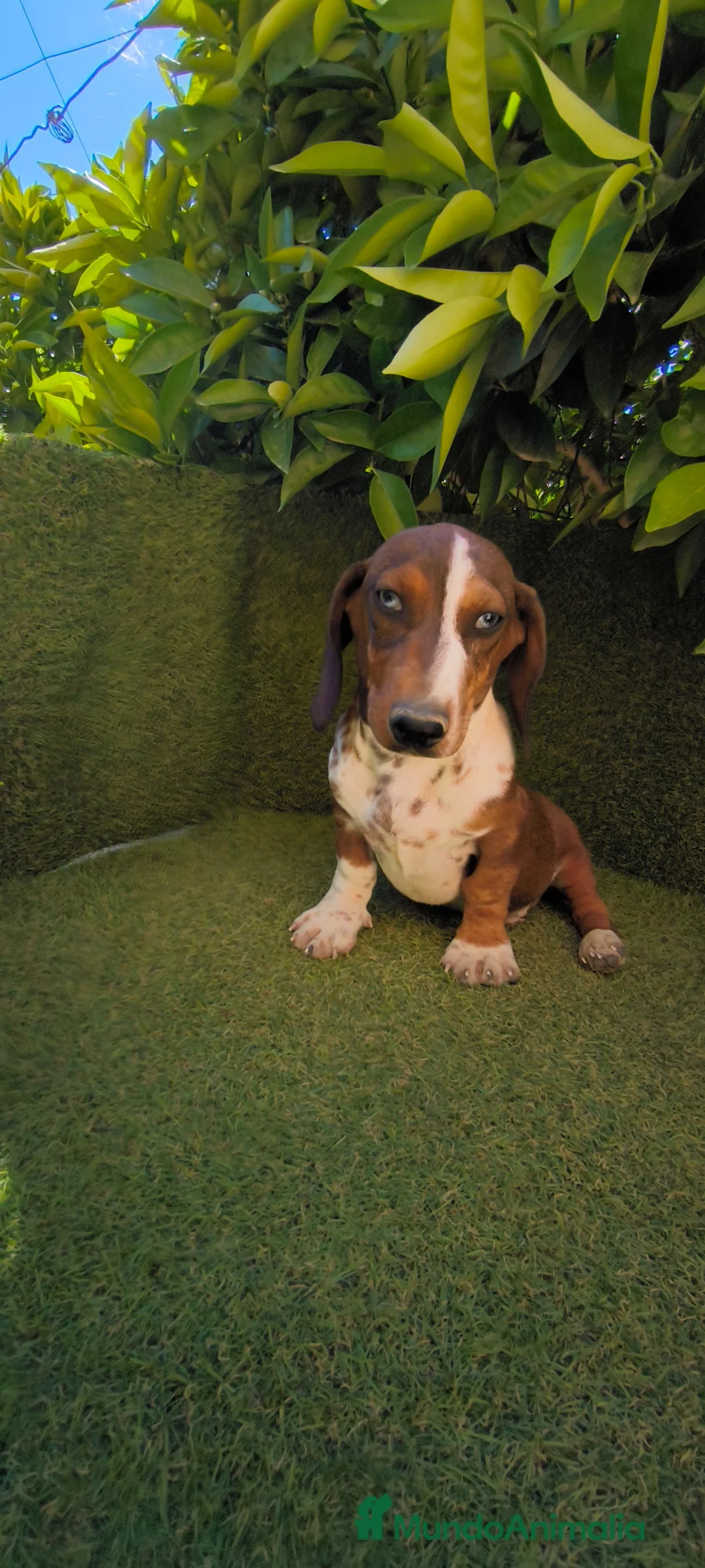 Teckel Miniatura perros en venta: teckel arlequin daple macho - Anuncio 2