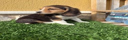 Beagle perros en venta: Preciosos cachorros de Beagle  - Anuncio 14