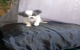Chihuahua perros en venta: Último chihuahua de pelo largo toy - Imagen 2