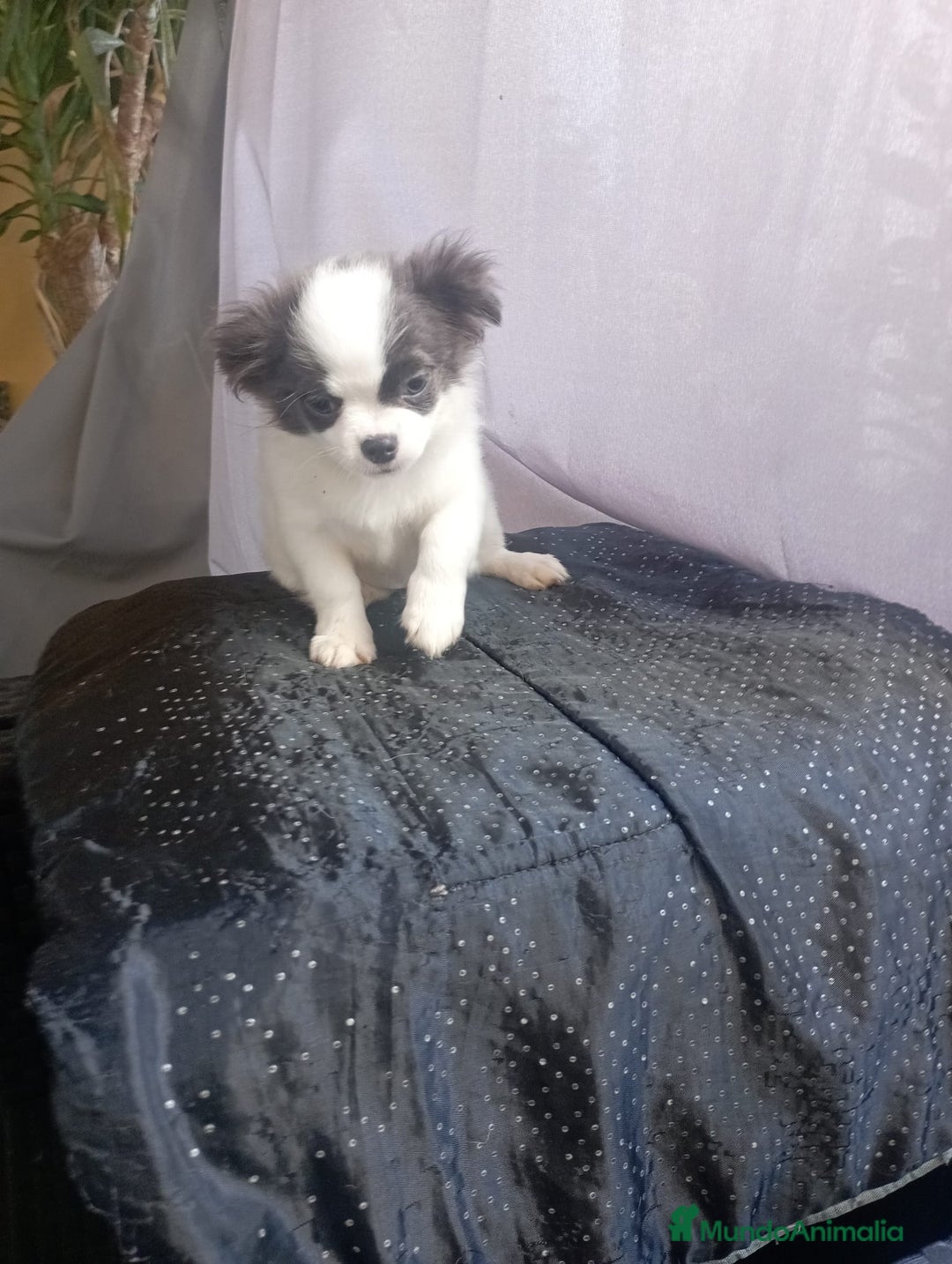 Chihuahua perros en venta: Último chihuahua de pelo largo toy - Imagen 2