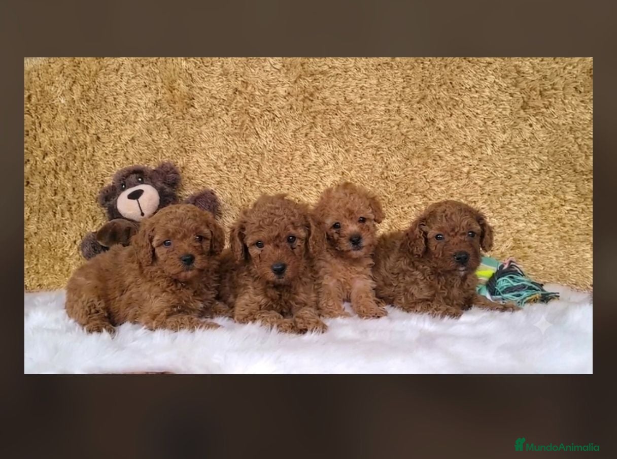 Caniche Toy perros Caniche Toy  - Anuncio 1