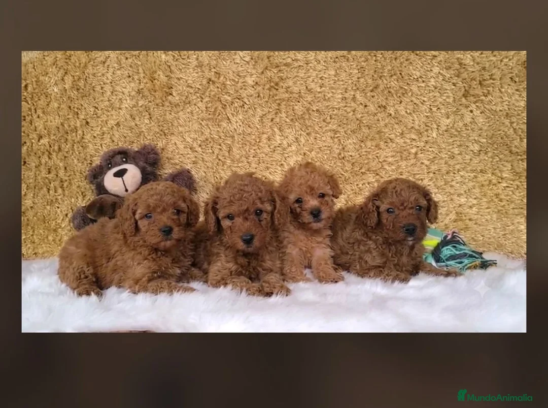 Caniche Toy perros en venta: Caniche Toy  - Anuncio 1