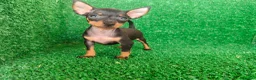 Pinscher Miniatura perros en venta: Pinscher miniatura - Anuncio 16