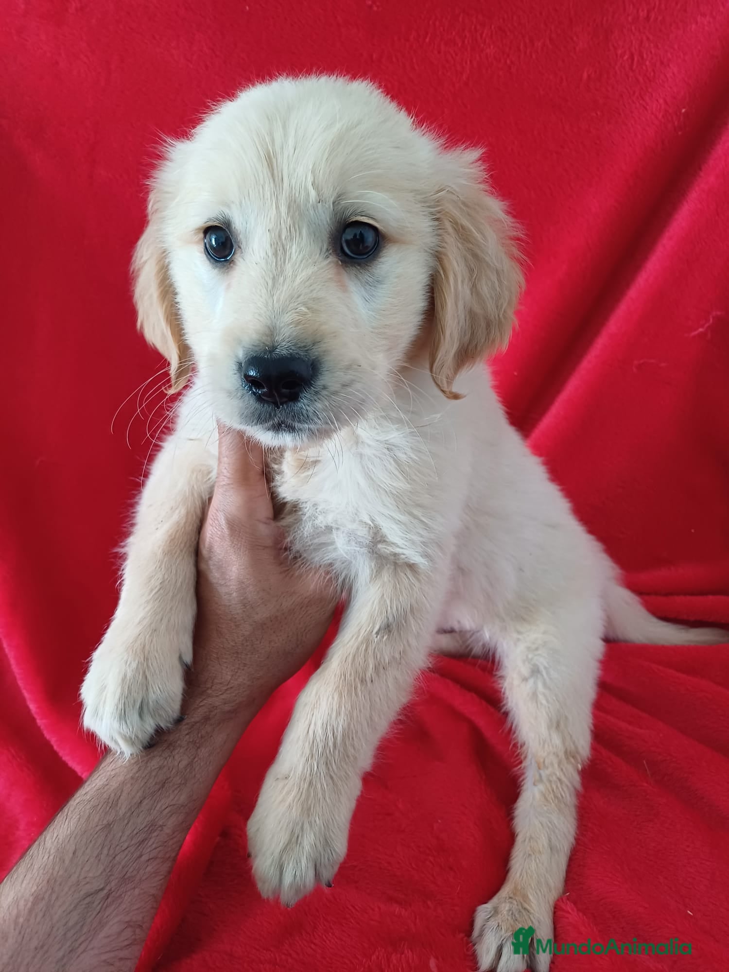 Golden Retriever perros Golden Retriever  - Anuncio 2