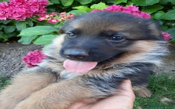 Pastor Alemán perros en venta: Pastores alemanes  - Imagen 3