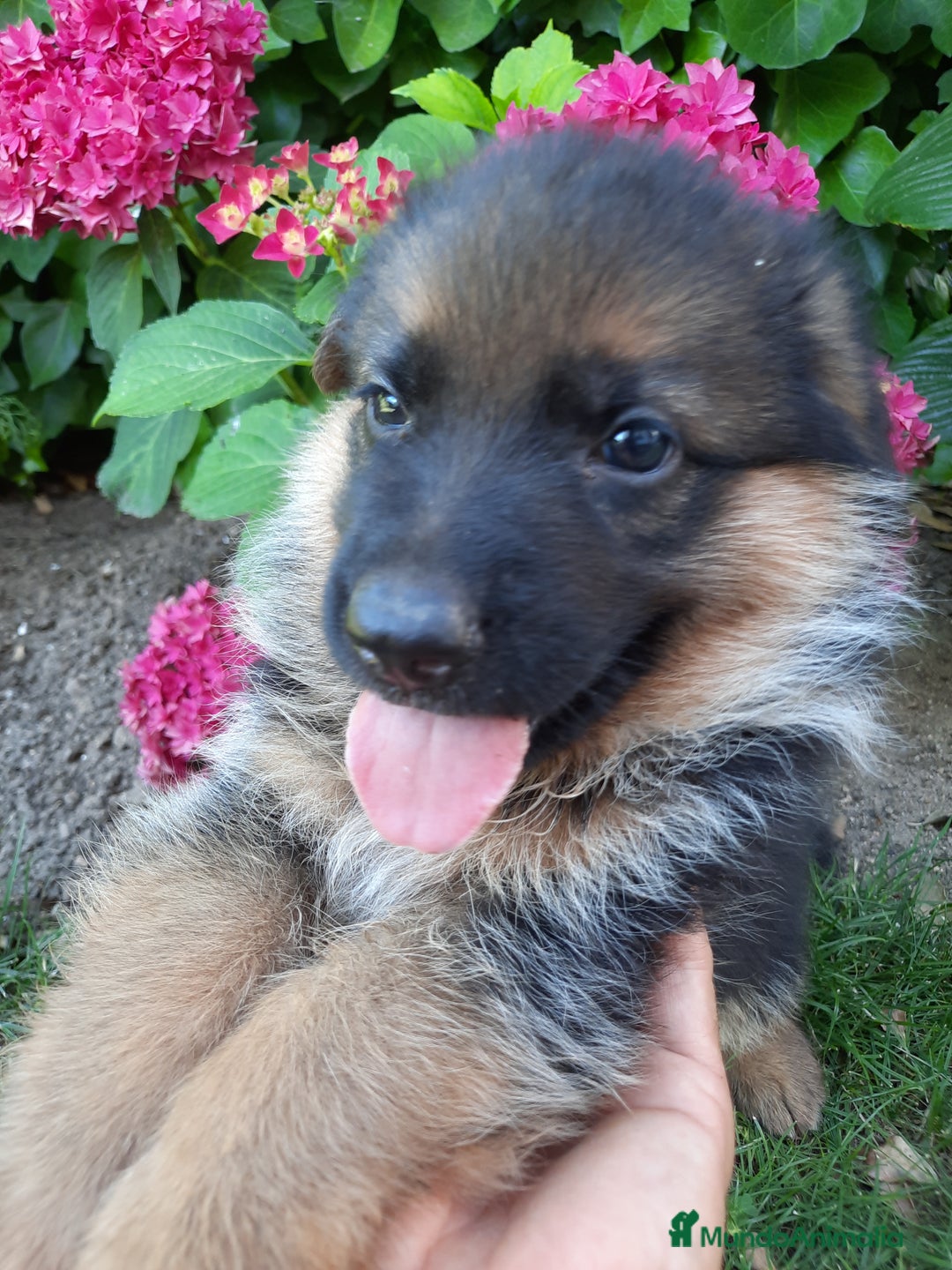 Pastor Alemán perros en venta: Pastores alemanes  - Imagen 3