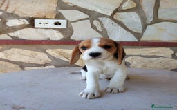 Beagle perros en venta: Preciosa camada de Beagle  - Imagen 4