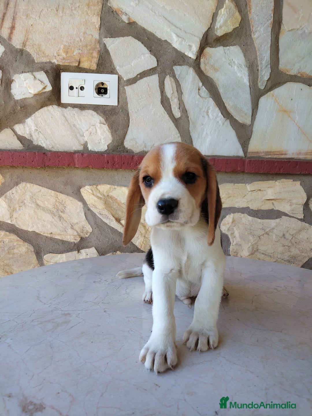 Beagle perros en venta: Preciosa camada de Beagle  - Imagen 4