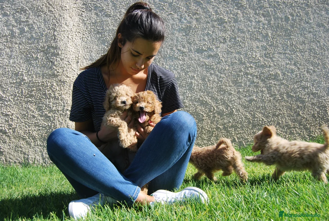 Caniche Toy perros en venta: Caniche toy o enano. disponibles en Madrid - Anuncio 3