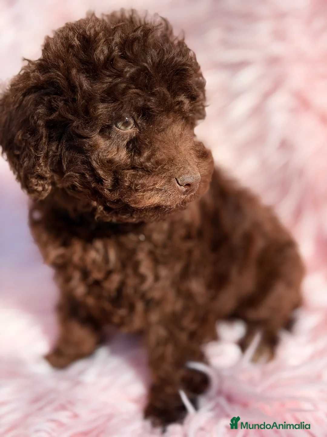 Perro de Agua Español perros en venta: Pdae chocolate  - Anuncio 3