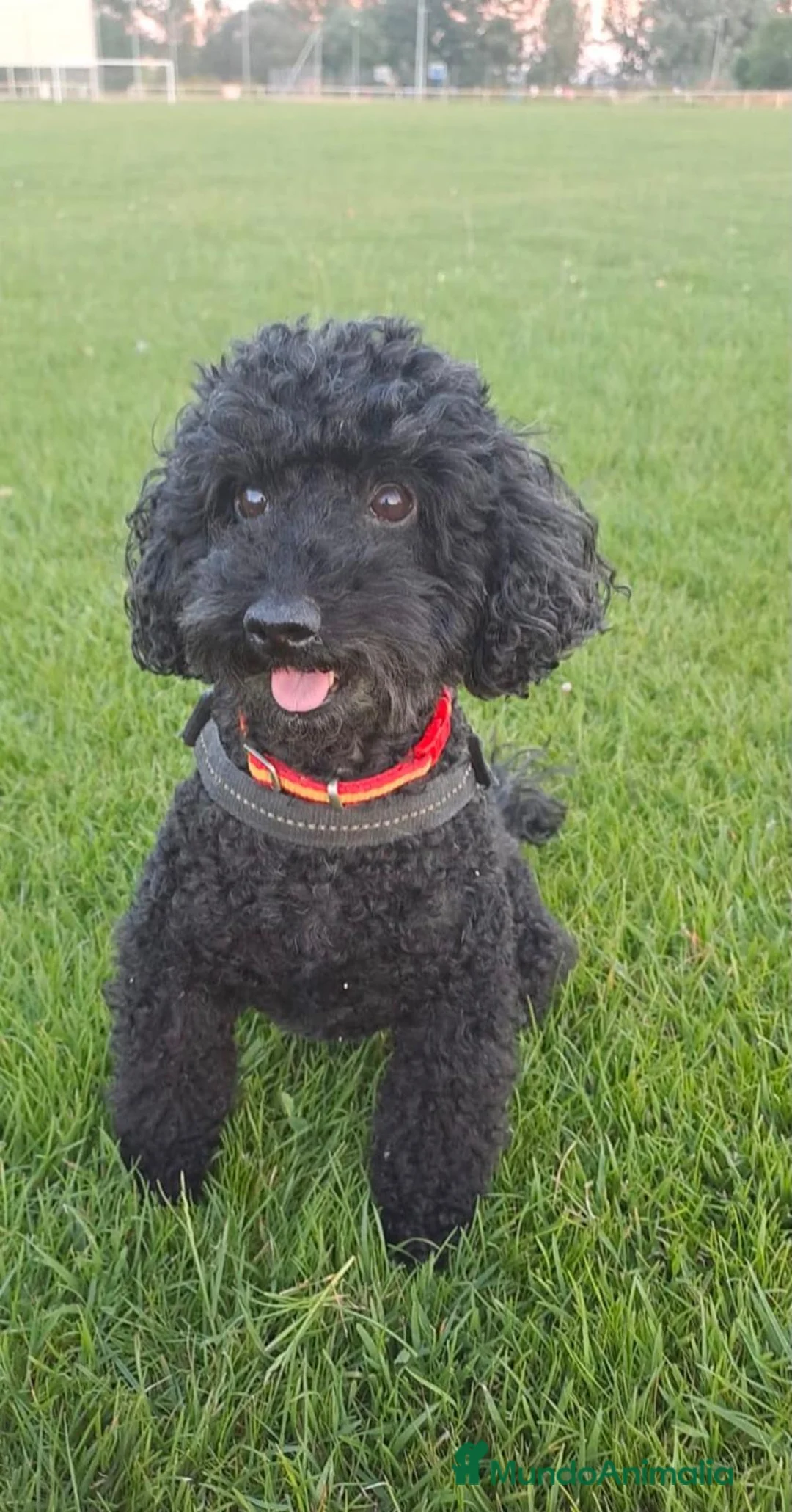 Caniche Toy perros en venta: DEL REBOLLAR  - Anuncio 1