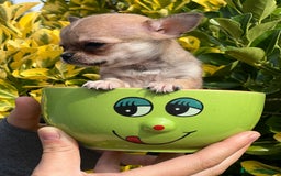Chihuahua perros en venta: Chihuahua Microtoy  - Imagen 4