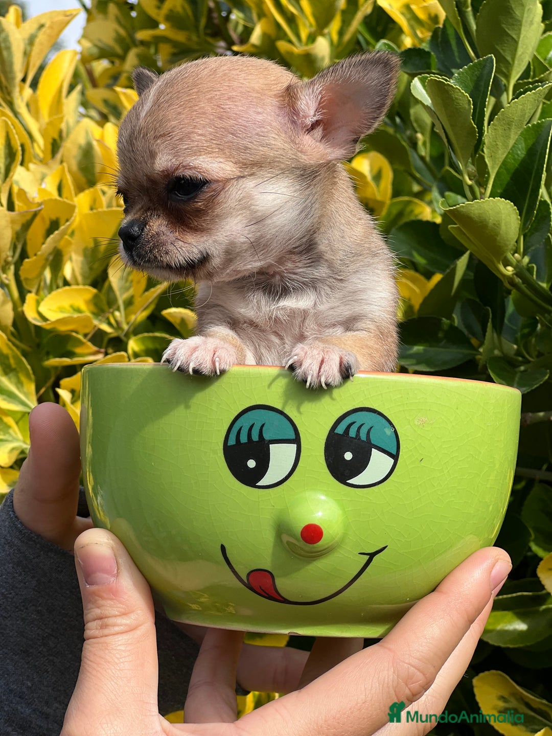 Chihuahua perros en venta: Chihuahua Microtoy  - Imagen 4