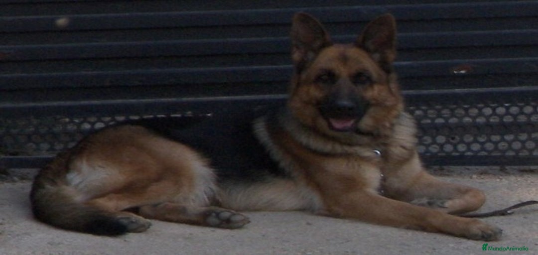 Imagen de galería {{count}}