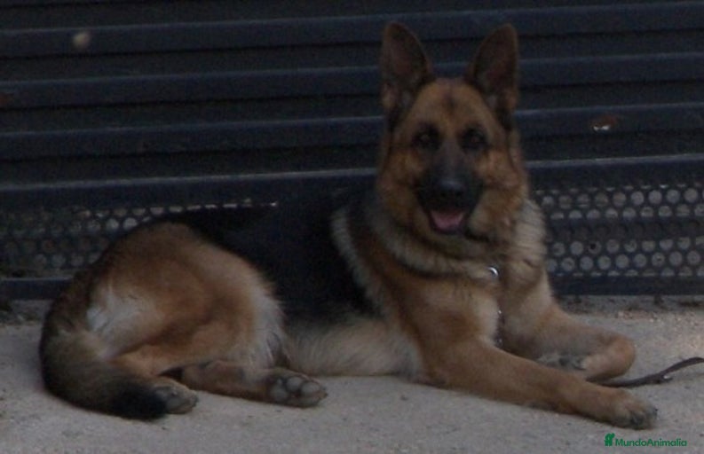 Imagen de galería {{count}}