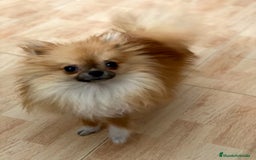 Pomerania perros en venta: Hembritas Pomerania Miny - Imagen 2