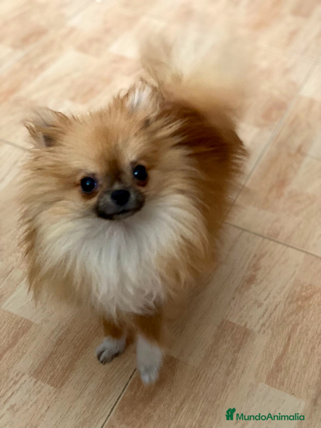 Pomerania perros en venta: Hembritas Pomerania Miny - Imagen 2