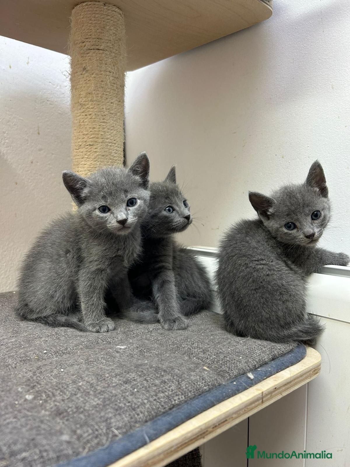 Azul Ruso gatos Camada de gatos azul ruso  - Anuncio 1