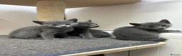 Azul Ruso gatos en venta: Camada de gatos azul ruso  - Anuncio 1
