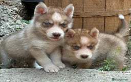 Husky Siberiano perros en venta: Husky siberiano cachorros  en Huesca - Imagen 1