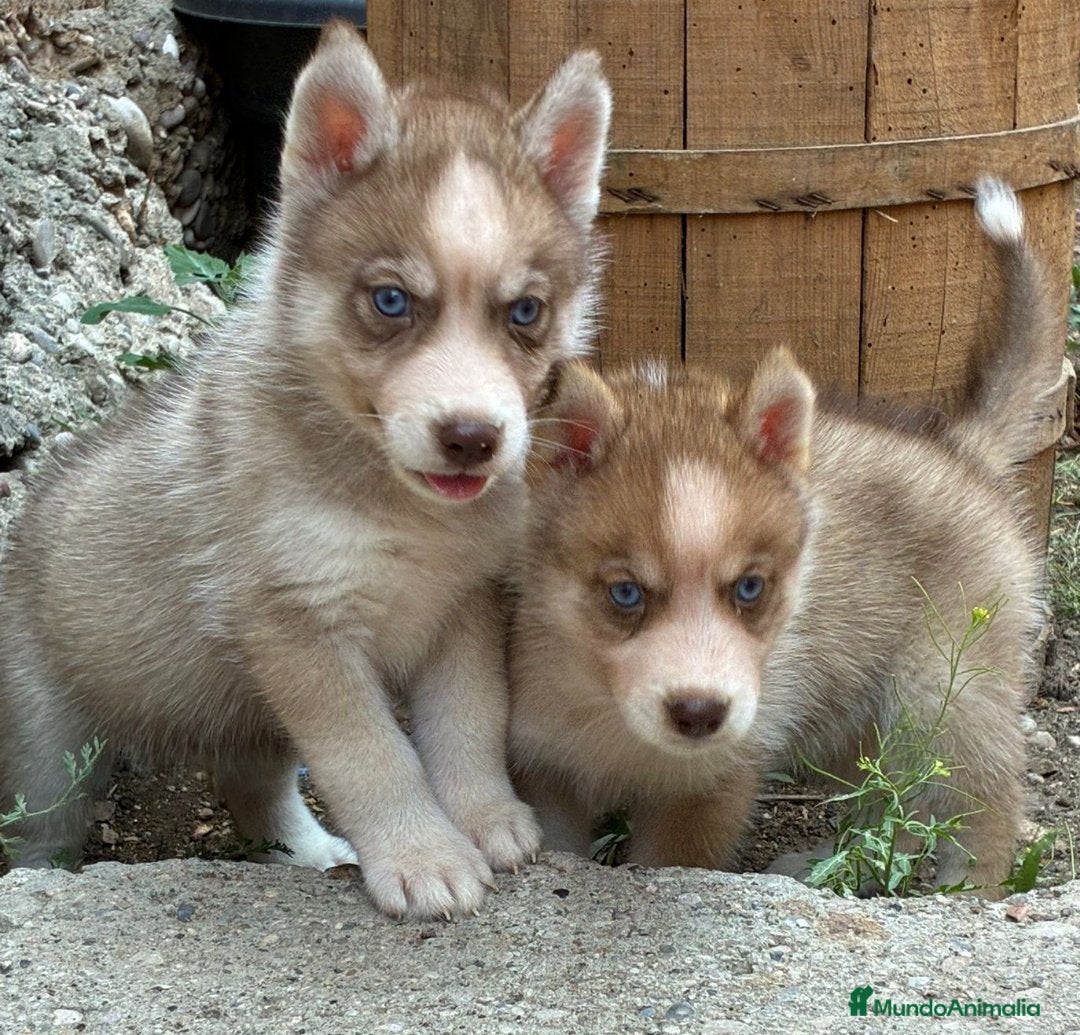 Husky Siberiano perros en venta: Husky siberiano cachorros  en Huesca - Imagen 1