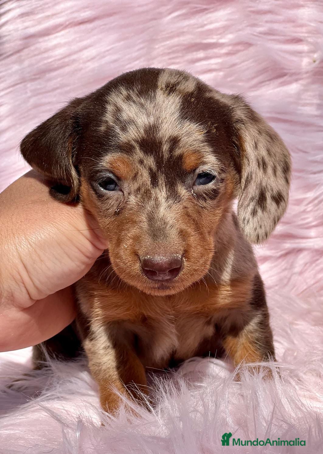 Teckel Miniatura perros TECKEL MINI CHOCO MERLE HEMBRA! en Barcelona - Anuncio 40