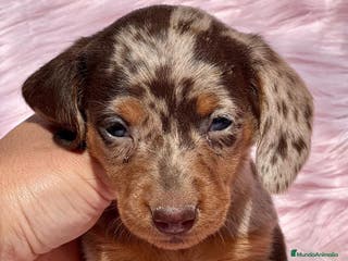 Teckel Miniatura perros TECKEL MINI CHOCO MERLE HEMBRA! en Barcelona - Anuncio 33