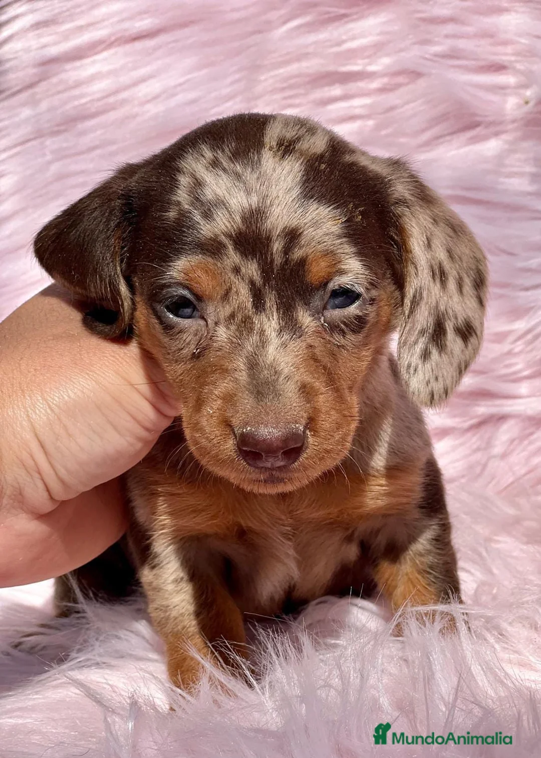 Teckel Miniatura perros en venta: TECKEL MINI CHOCO MERLE HEMBRA! en Barcelona - Anuncio 1