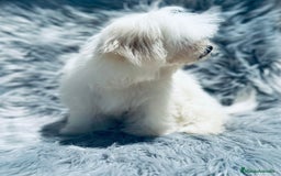 Bichón Maltés perros en venta: Bichon maltés toy  - Imagen 5