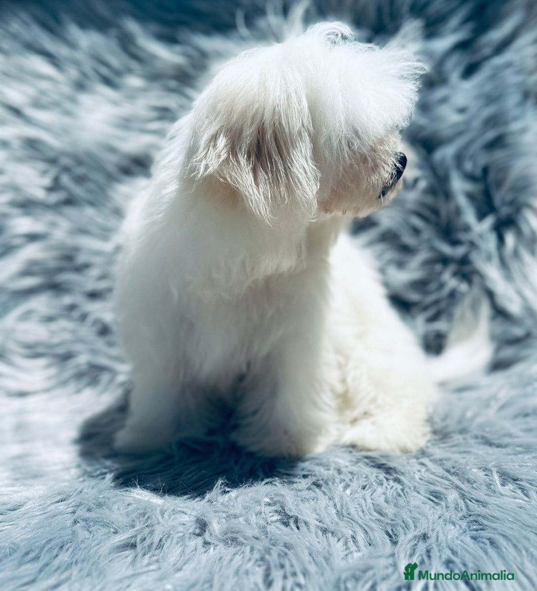 Bichón Maltés perros en venta: Bichon maltés toy  - Imagen 5