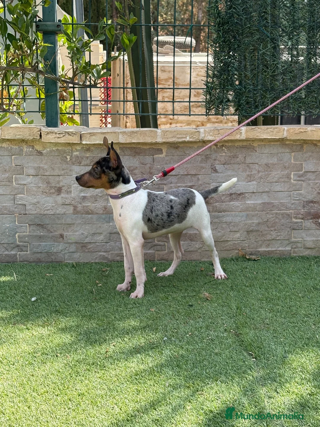 Gos Rater Valencià perros en venta: Cachorra ratonera merle  - Anuncio 2