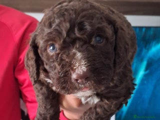 Perro de Agua Español perros PERRO DE AGUA ESPAÑOL - Anuncio 1