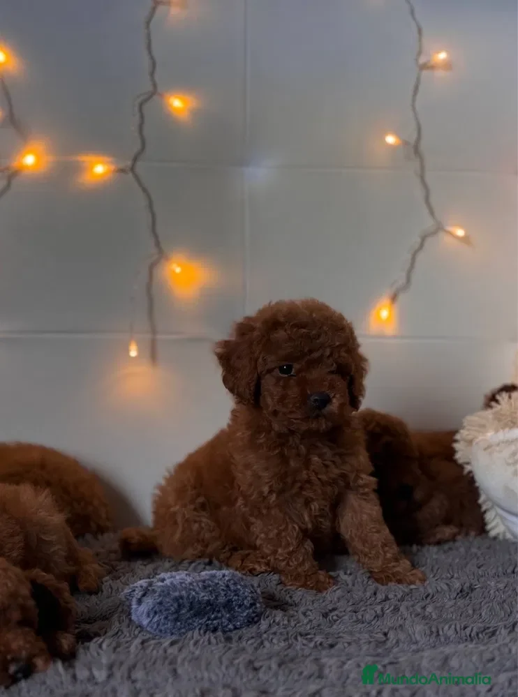 Caniche Toy perros caniche toy pequeños  - Anuncio 2