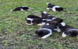 Akita Americano perros en venta: CAMADA DE AKITAS AMERICANOS - Imagen 1