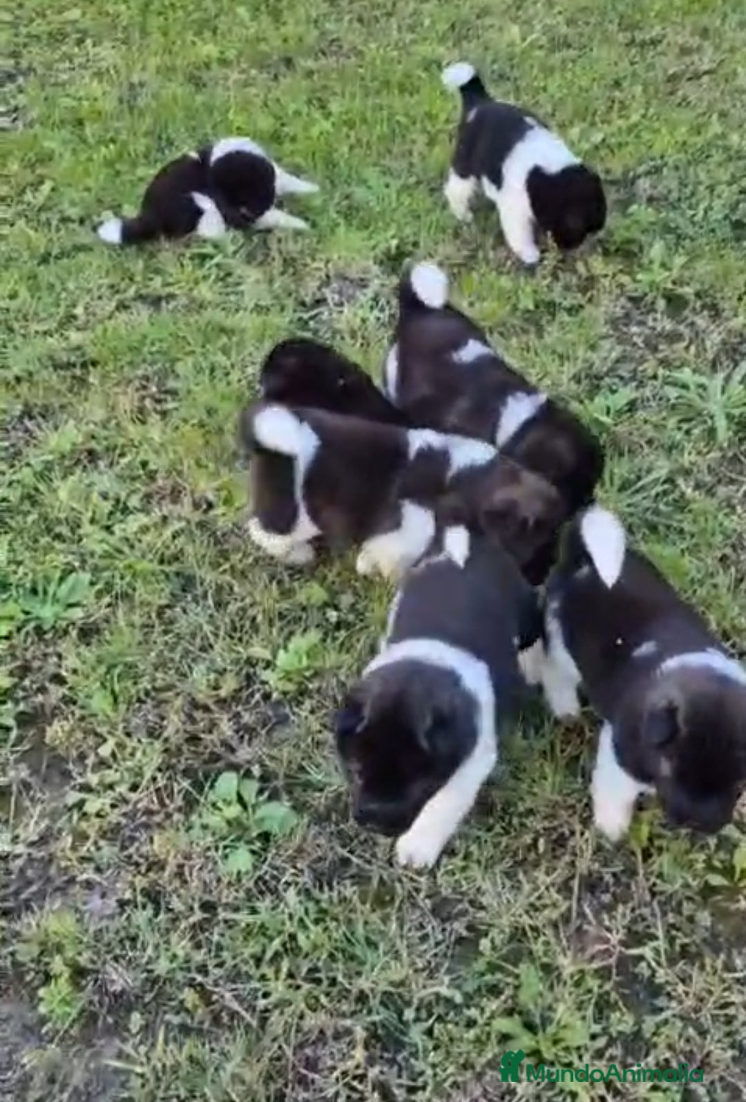Akita Americano perros en venta: CAMADA DE AKITAS AMERICANOS - Imagen 1
