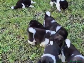 Akita Americano perros - Anuncio 2