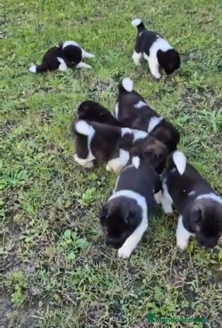 Akita Americano perros CAMADA DE AKITAS AMERICANOS - Anuncio 2