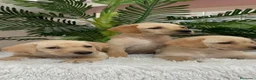 Labrador Retriever perros en venta: LABRADOR RETRIEVER - Anuncio 2