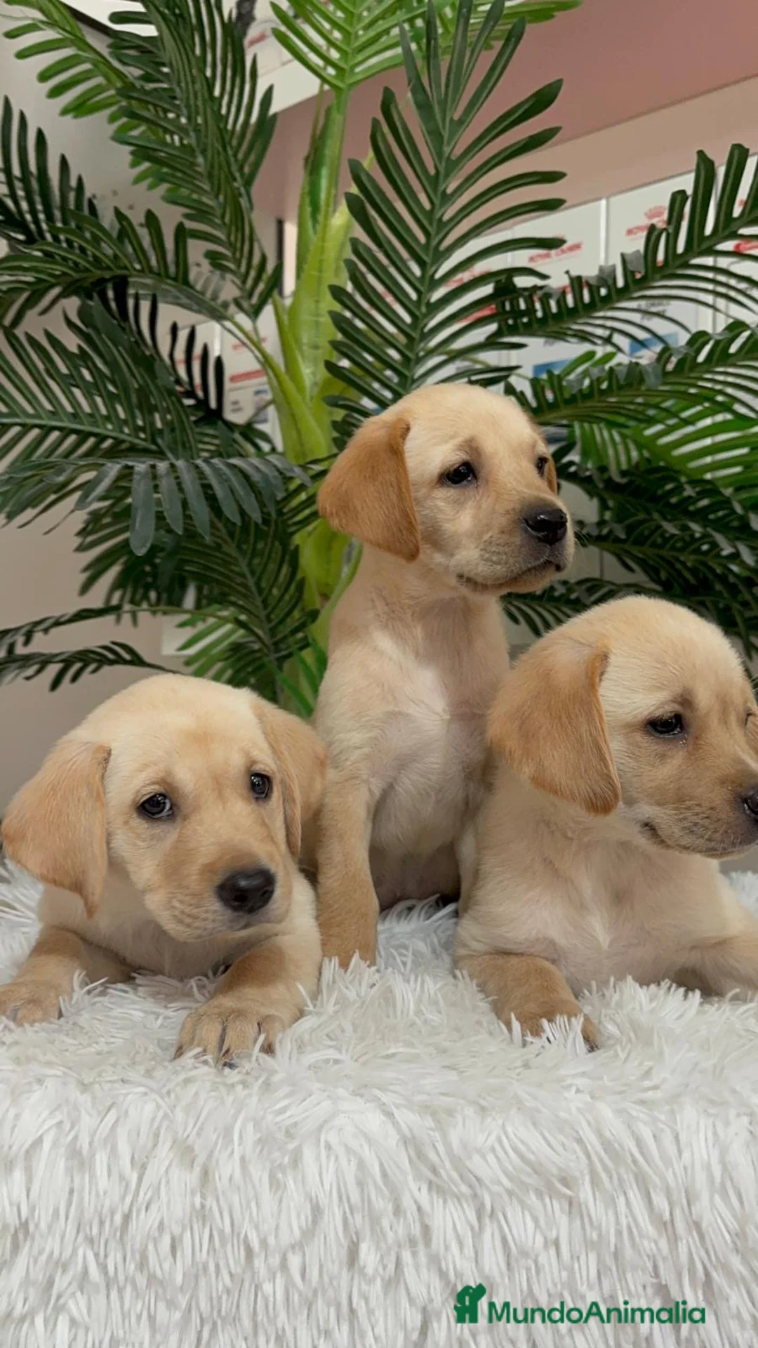 Labrador Retriever perros en venta: LABRADOR RETRIEVER - Anuncio 2