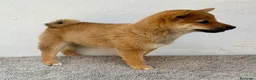 Shiba Inu perros en venta: Shiba Inu Hembra - Anuncio 6