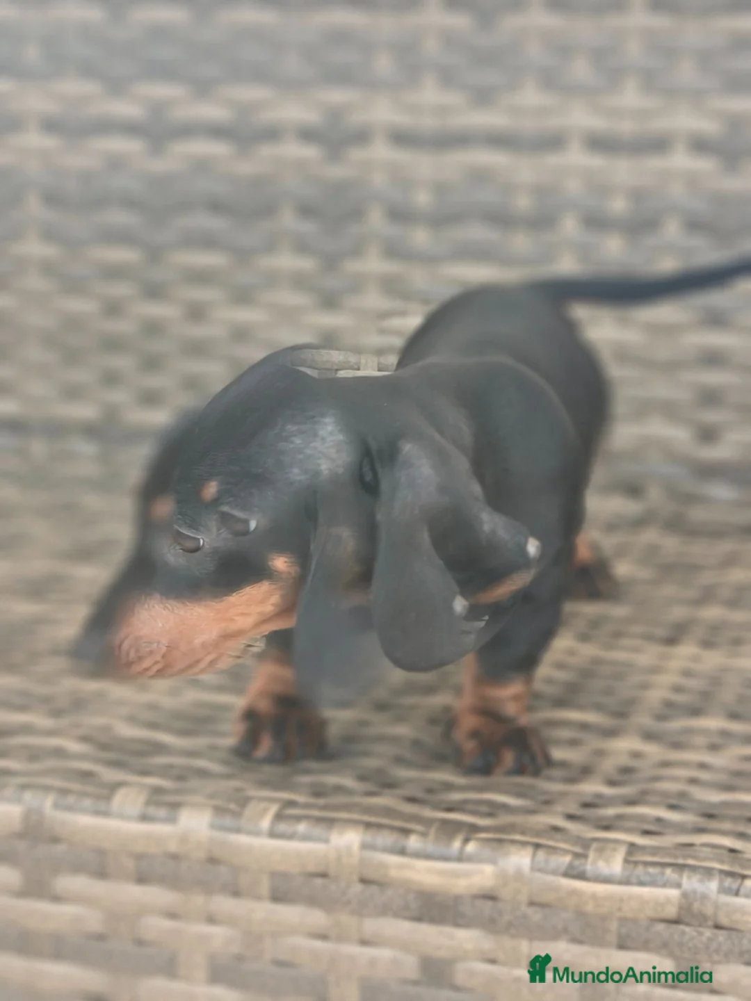 Teckel Miniatura perros en venta: Teckel Mini Negra y Fuego hembra disponible  - Anuncio 2