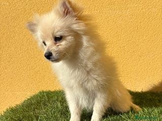 Pomerania perros Pomerania toy macho blanco - Anuncio 6