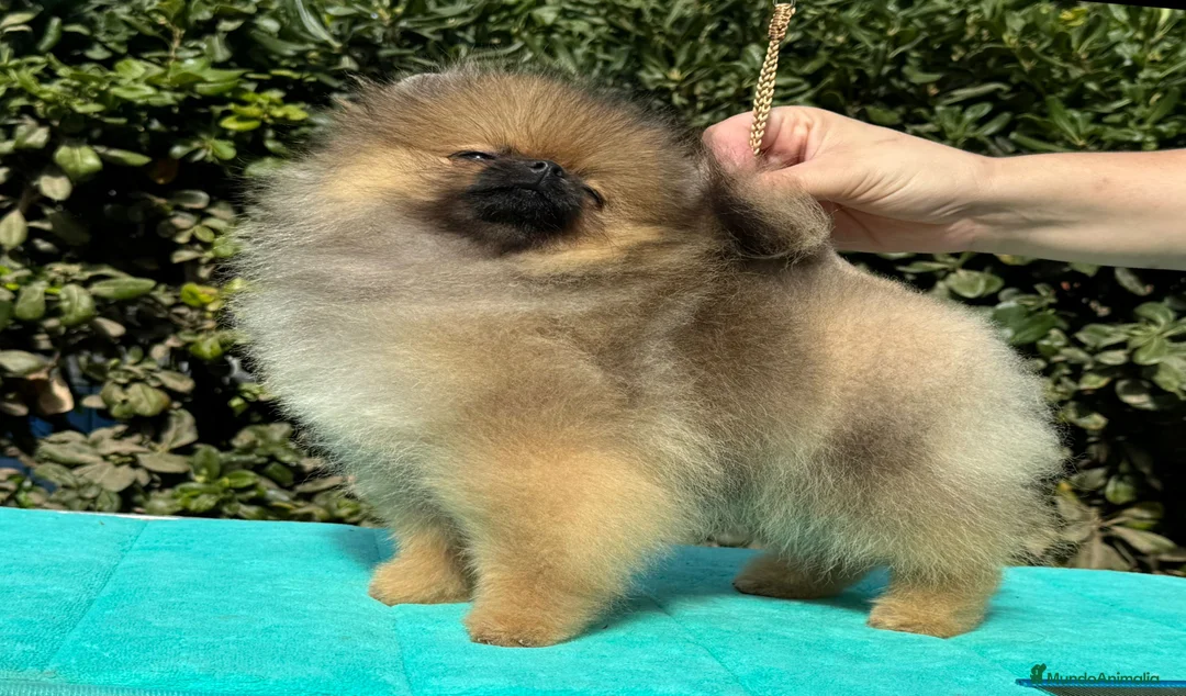 Pomerania perros en venta: POMERANIA SUPER CALIDAD. en Málaga - Anuncio 3