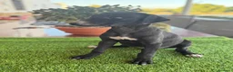 Galgo Español perros en venta: GALGOS ESPAÑOLES - Anuncio 7